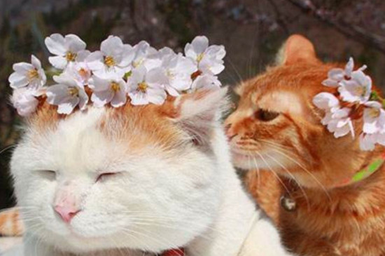猫会跳窗户吗