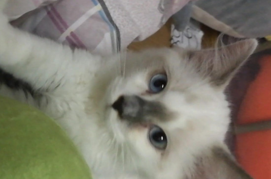 小猫十五天了没有开眼正常么