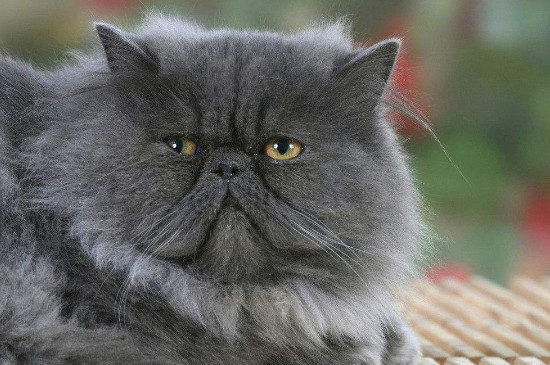 长毛猫如何防止拉屎在毛上