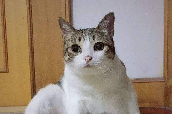 猫眉毛秃了是怎么回事