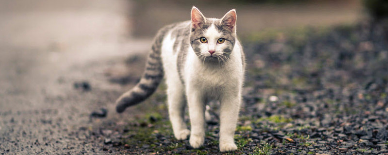 一公一母猫能在一起养吗