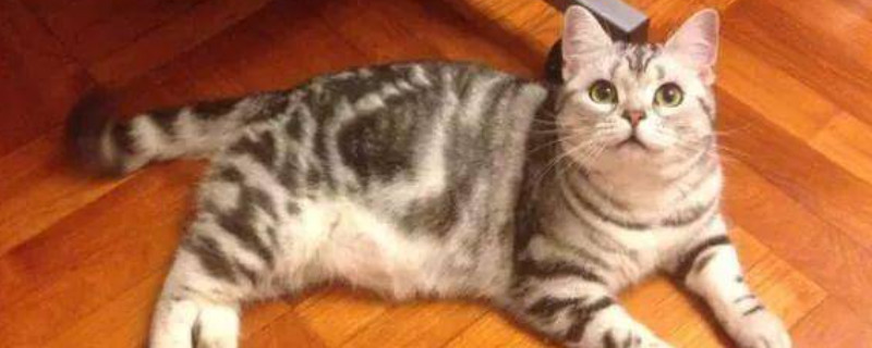 经常打猫的后果严重极度害怕的表现