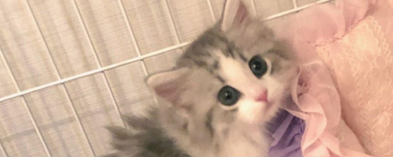 猫咪打完疫苗多久可以洗澡