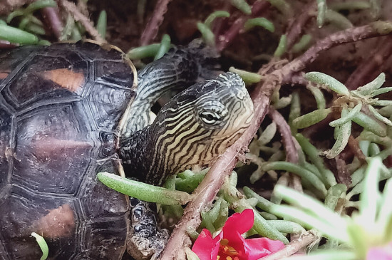 花龟深水养还是浅水养