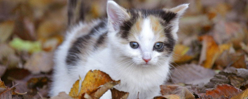 猫假死眼睛是睁开的吗