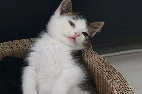 猫咪会晕车吗