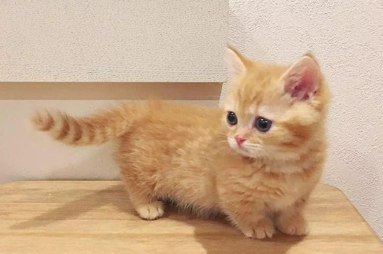 猫咪几个月就可以不泡猫粮了