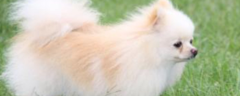 芬兰狐狸犬喜欢吃什么