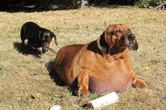 腊肠犬能吃什么水果