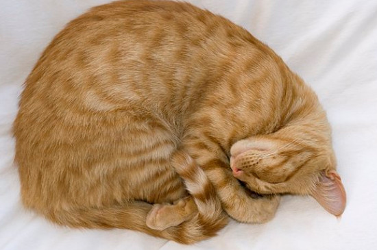 猫咪高烧不退多久会死