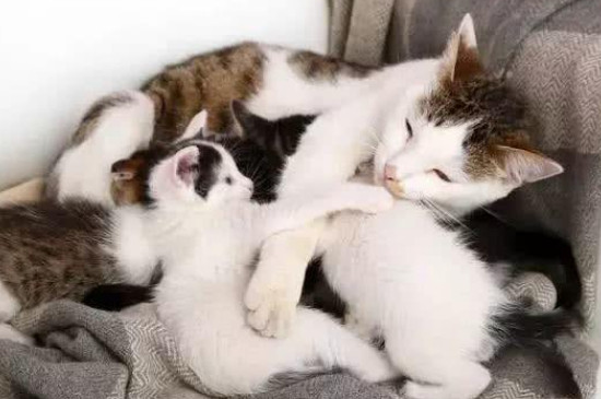 猫咪胎盘留在肚子里怎么办