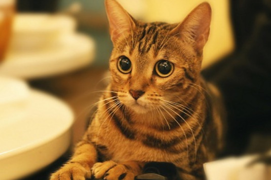 如何给猫咪洗澡不被咬