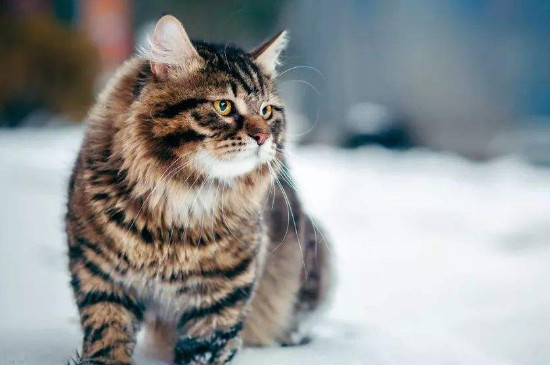 猫咪呼吸急促肚子起伏很快速是怎么了