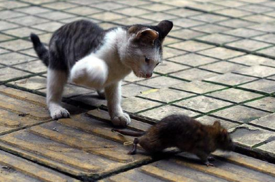 猫吃了死老鼠中毒了可以救吗