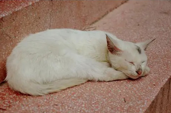 猫咪站不起来全身瘫软怎么办