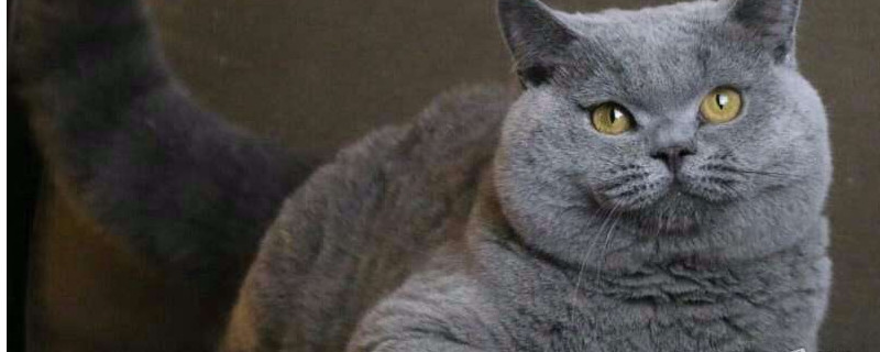 英国短毛猫能吃水果吗
