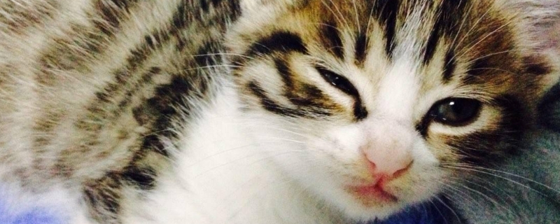 猫咪第一天接回家不用管它吗