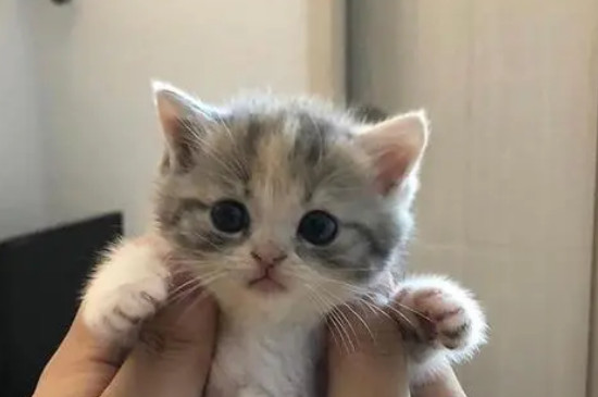 两个月的小猫张嘴叫不出声