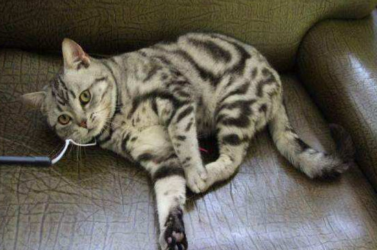 猫咪身上有寄生虫吗