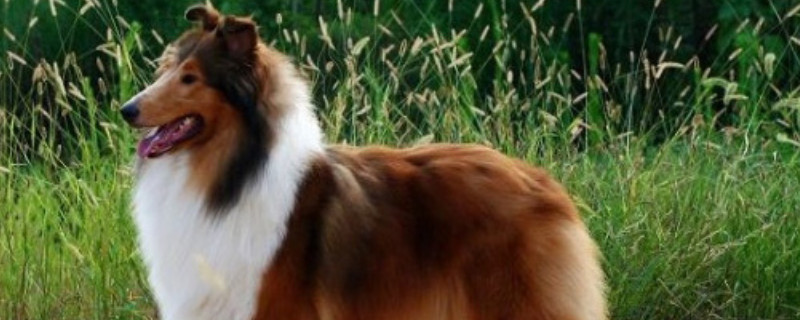 苏牧犬怎么修毛