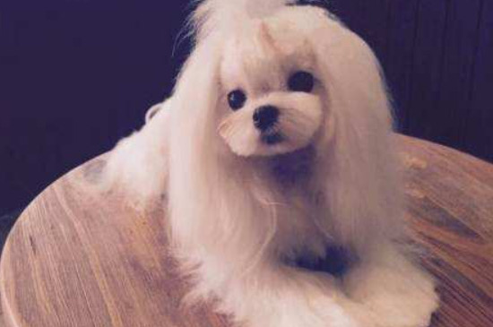 马尔济斯犬几个月定型