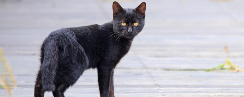 野猫能养吗