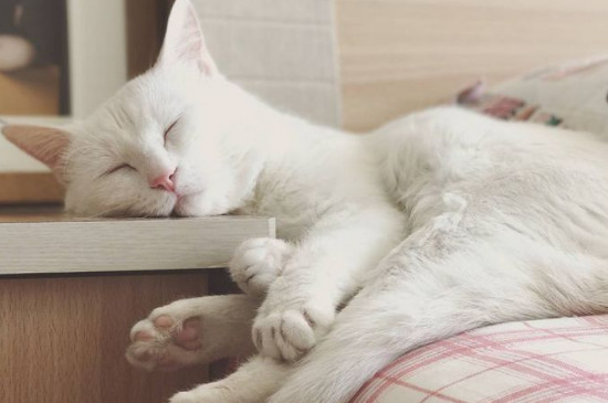 猫咪脚趾缝里烂了是什么原因