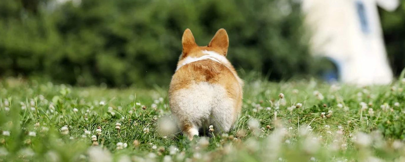 中华田园犬吃什么