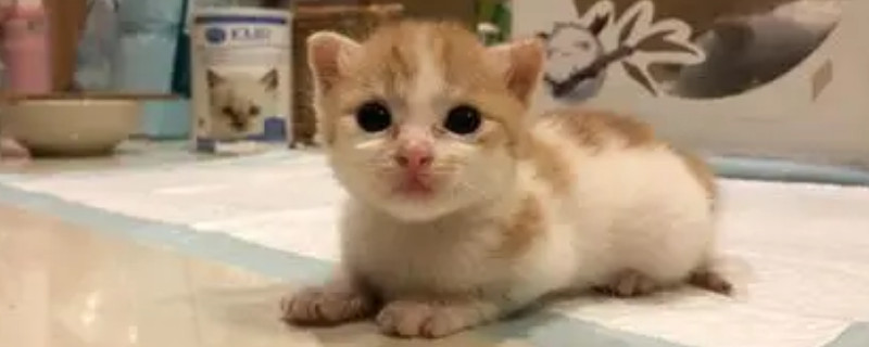 刚出生的小猫怎么人工喂养