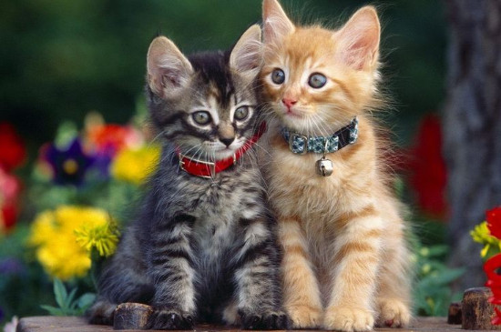 猫妈妈和小猫能一直养吗