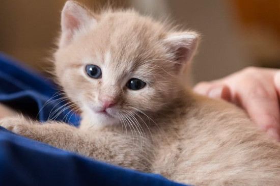 刚出生的小猫怎么人工喂养