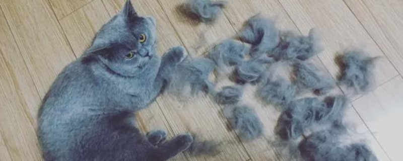 猫一直掉毛很严重什么原因
