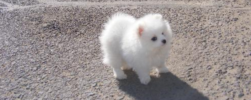 博美犬能吃巧克力吗
