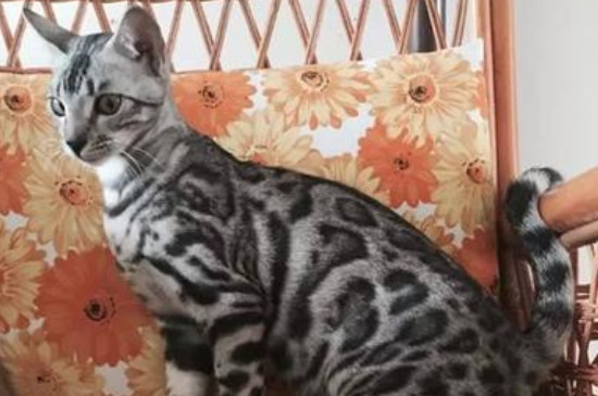 豹猫掉毛吗