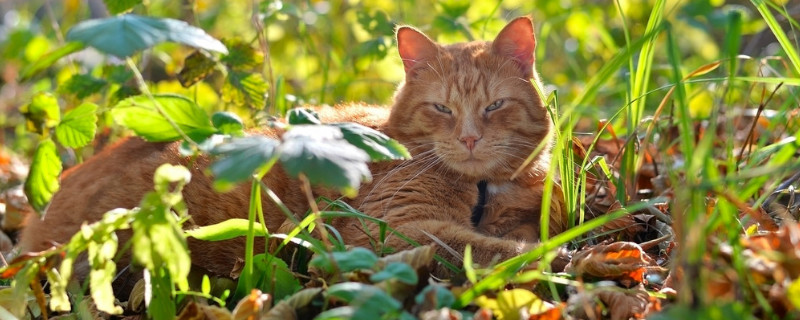 猫咪拉稀怎么治