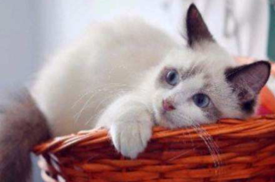 挪威森林猫怎么看纯种