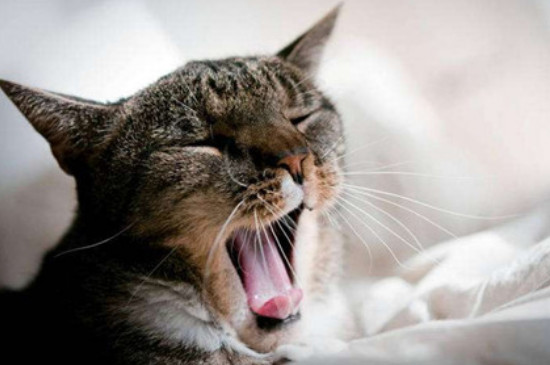 猫得了肺炎还能活多久