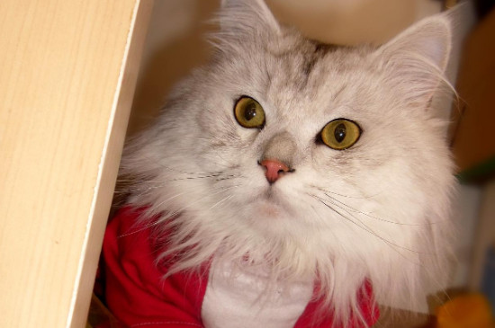 猫胎盘出来了还会再生小猫吗