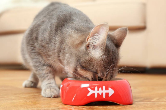 猫咪肚子有虫子的表现