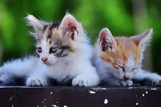 猫放生了自己能活吗