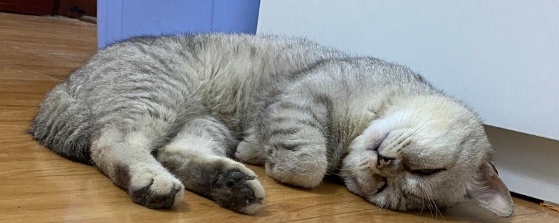 出生5天的小猫怎样看公母