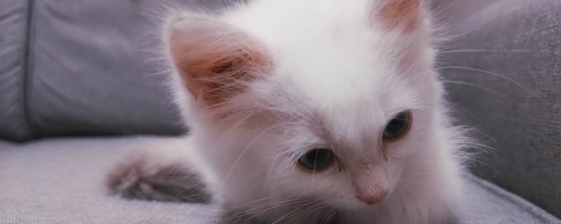 猫咪春季掉毛可不可以剃毛