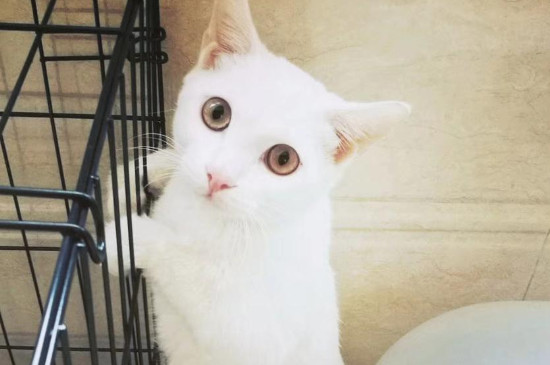 猫咪春季掉毛可不可以剃毛