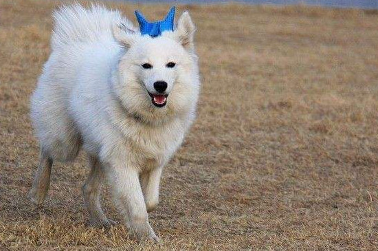 芬兰狐狸犬喜欢吃什么