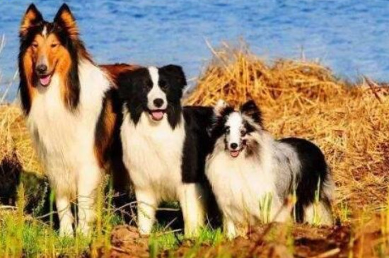 苏牧犬怎么看品相