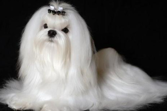 马尔济斯犬能活多少年