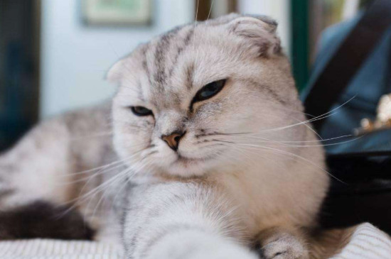 猫为什么能缩成一团