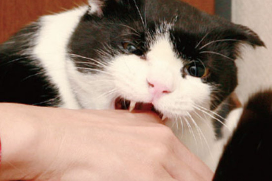 猫咪总咬人怎么纠正