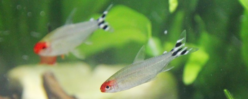 红鼻剪刀怎么定水