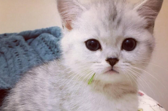 猫咪第一天接回家不用管它吗